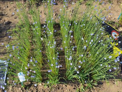 Click for 7 image(s) for this accession.